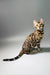 Erika | bengal kitten