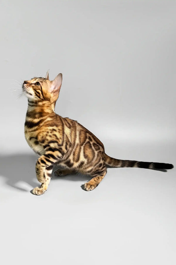 Erika | bengal kitten