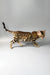 Erika | bengal kitten