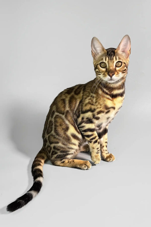 Erika | bengal kitten