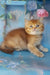 Erika | british shorthair kitten