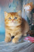 Erika | british shorthair kitten