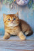 Erika | british shorthair kitten