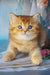Erika | british shorthair kitten