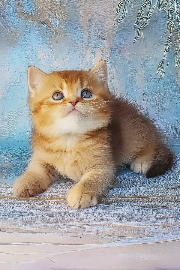 Erika | british shorthair kitten