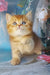 Erika | british shorthair kitten
