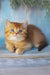 Erika | british shorthair kitten