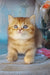 Erika | british shorthair kitten