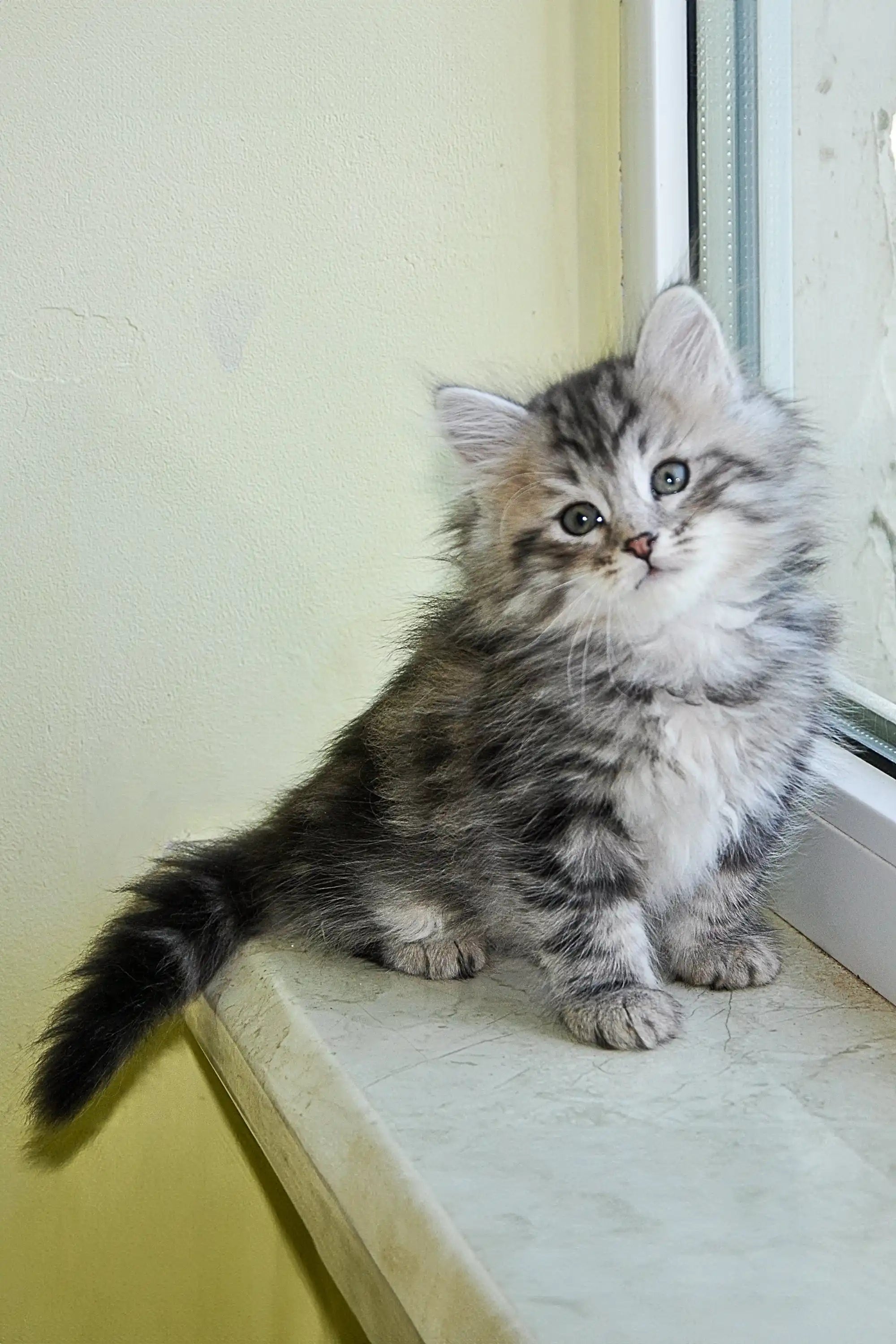 Kittens For Sale Erkyul Dubravushka | Siberian Kitten