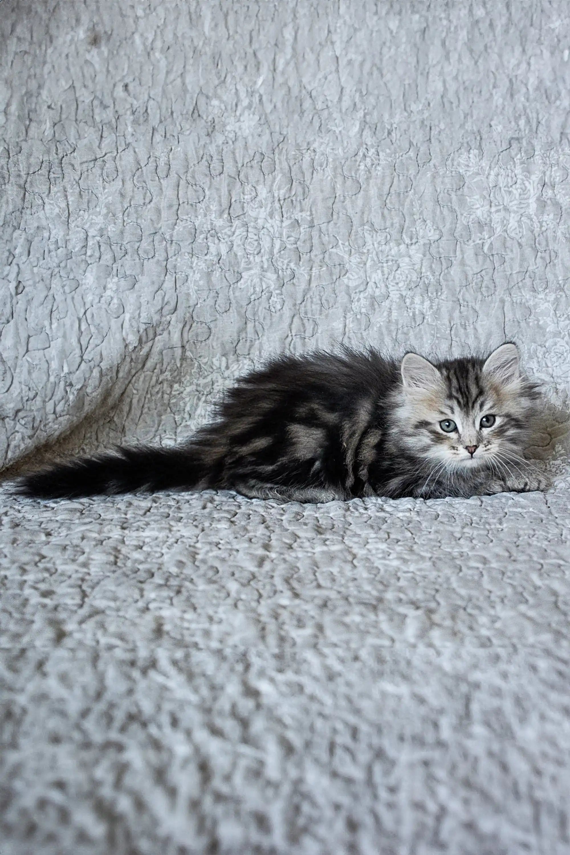 Kittens For Sale Erkyul Dubravushka | Siberian Kitten
