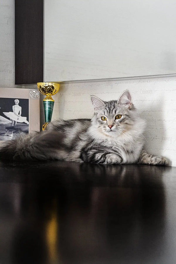 Gray and white long-haired cat relaxing on a surface for Erkyul Dubravushka Siberian Kitten