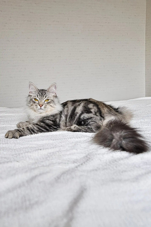 Gray and white striped Maine Coon cat chilling on soft fabric next to Erkyul Dubravushka