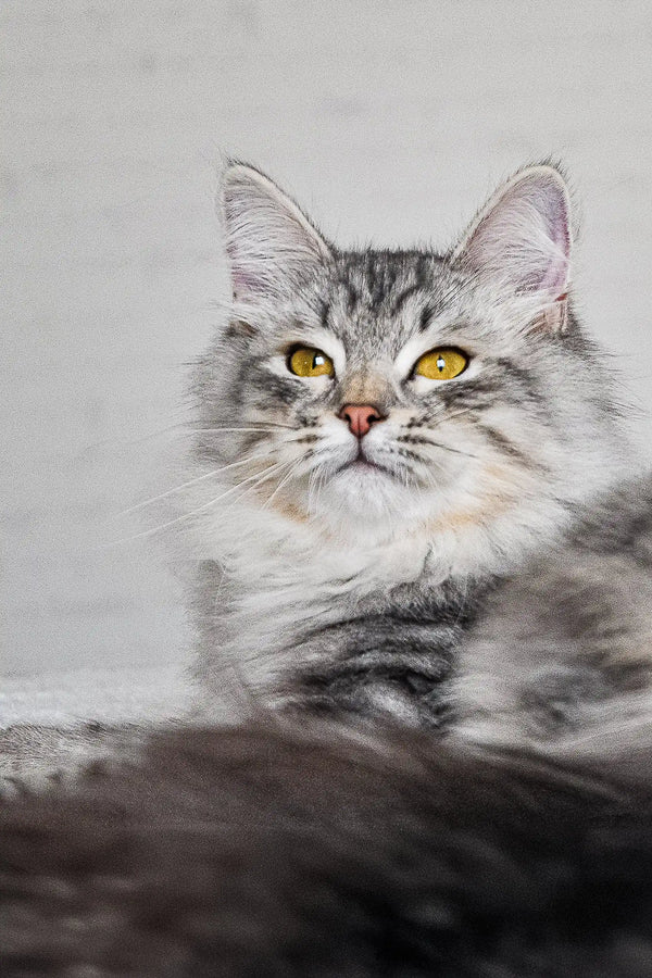 Long-haired grey and white Siberian kitten with bright yellow eyes named Erkyul Dubravushka