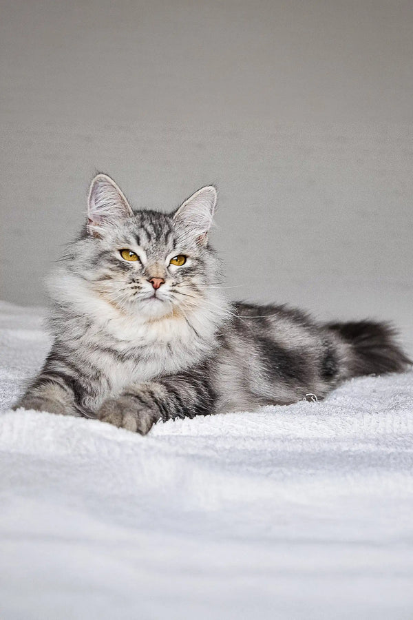 Long-haired silver tabby cat with green eyes lounging, perfect for Erkyul Dubravushka