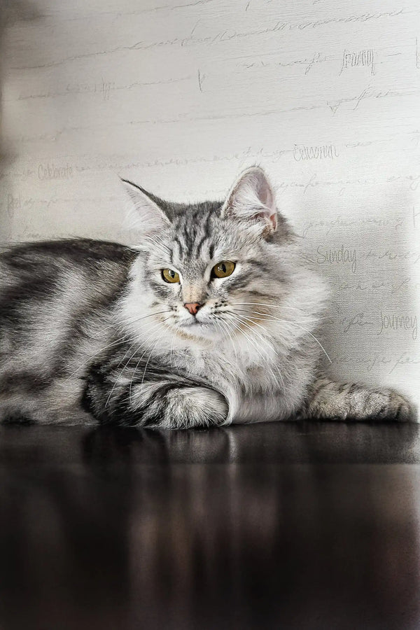Long-haired silver tabby Siberian kitten with green eyes, named Erkyul Dubravushka