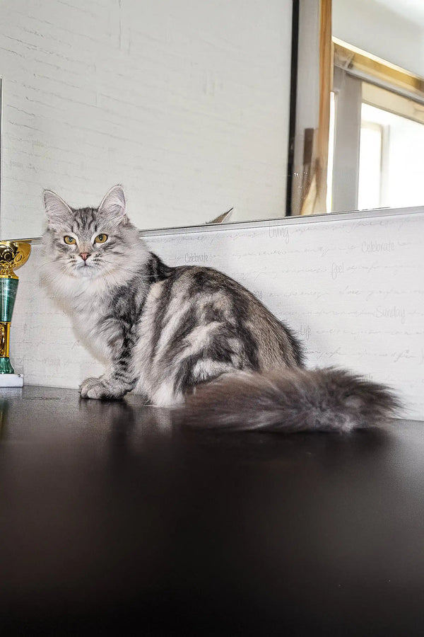 Silver and gray tabby Siberian kitten lounging on a comfy surface