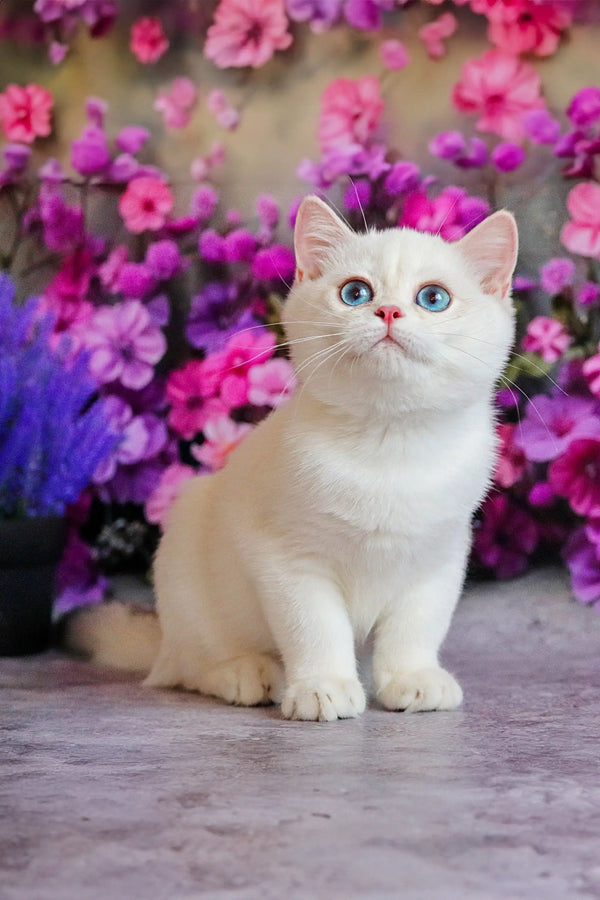 Ern | british shorthair kitten