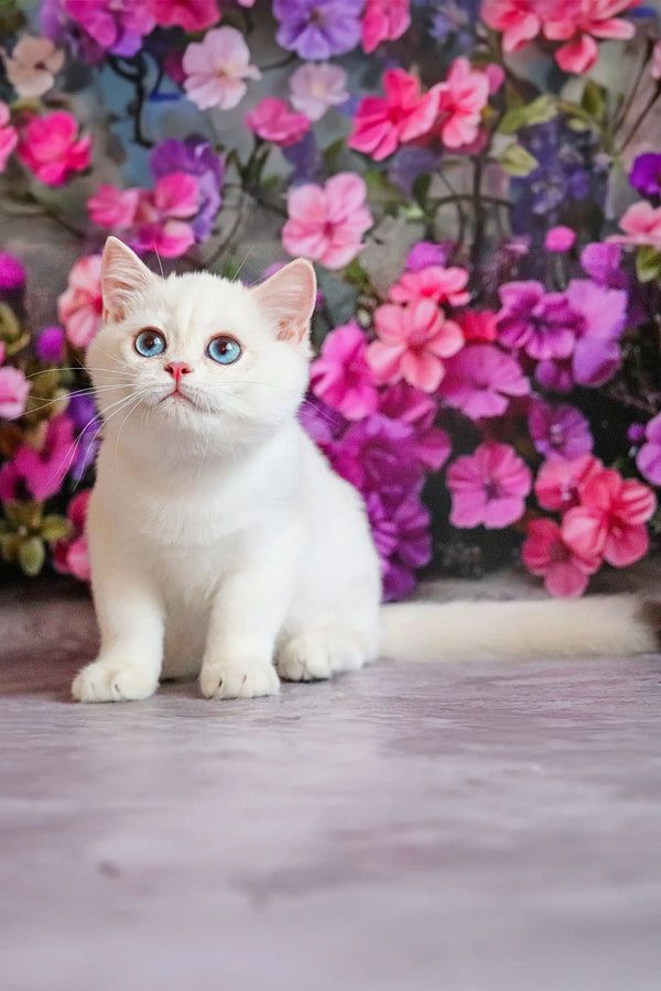 Ern | british shorthair kitten