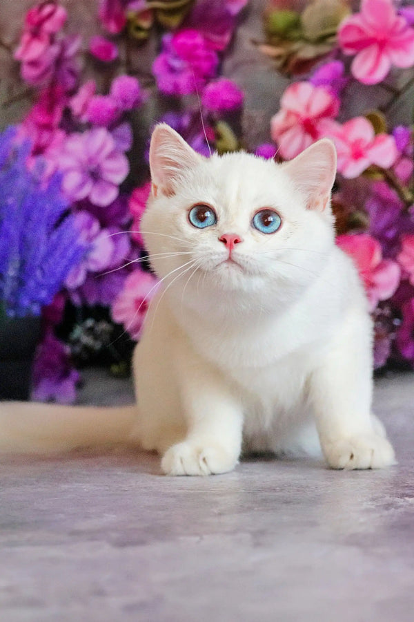 Ern | british shorthair kitten