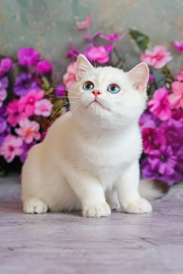 Ern | british shorthair kitten