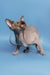 Cute Hairless Sphynx cat from Ernest Canadian Sphynx Kitten collection