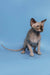 Cute Hairless Sphynx cat named Ernest available as a Canadian Sphynx Kitten