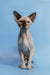 Adorable Hairless Sphynx Cat from Ernest Canadian Sphynx Kitten collection