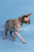 Cute Hairless Sphynx cat named Ernest in the Canadian Sphynx Kitten product