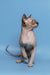 Cute Hairless Sphynx Cat showcasing the Ernest Canadian Sphynx Kitten product