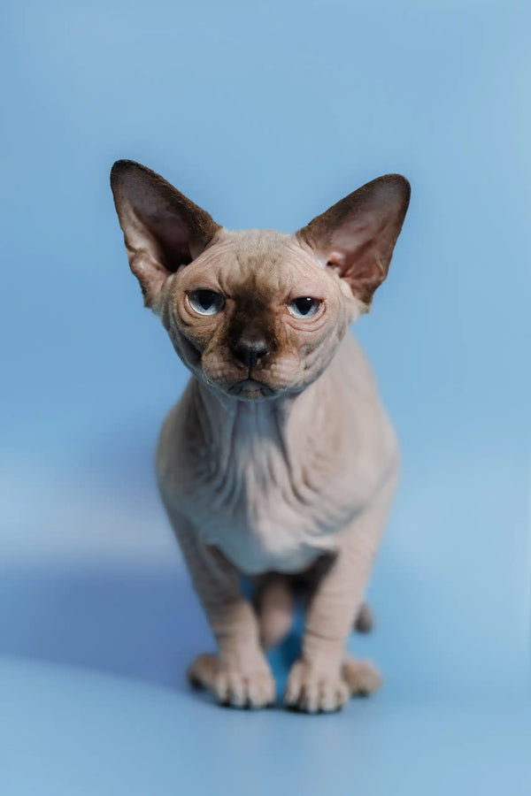 Hairless Canadian Sphynx kitten named Ernest with striking blue eyes