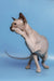 Hairless cat grooming itself in the cute Ernest Canadian Sphynx Kitten product