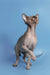 Hairless Canadian Sphynx kitten named Ernest standing on hind legs