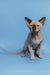 Hairless Canadian Sphynx kitten named Ernest with cute pointed ears