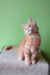 Adorable orange tabby kitten named Ernest from Maine Coon Kitten collection