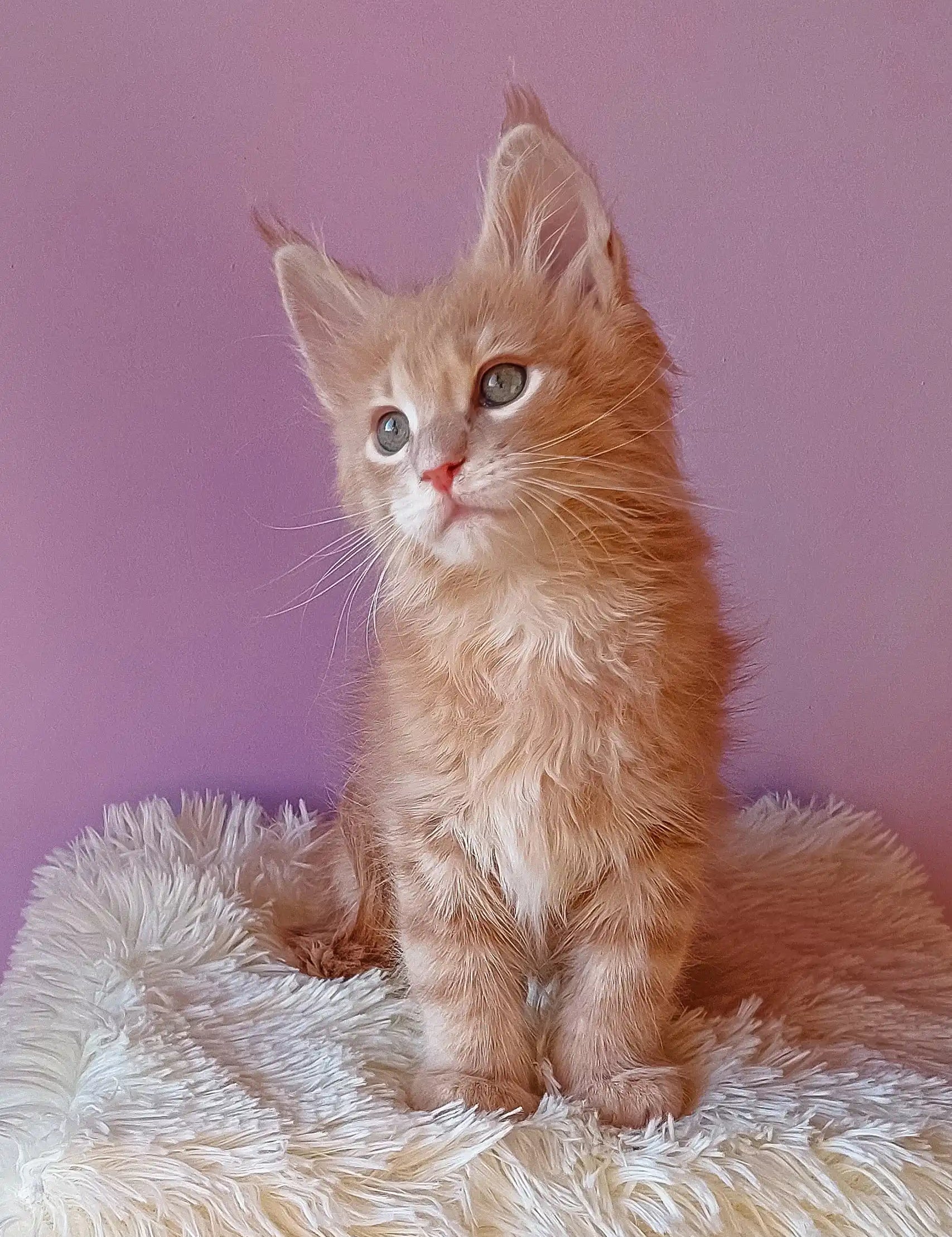 Ginger Maine Coon kitten named Ernest, cute and fluffy, perfect companion