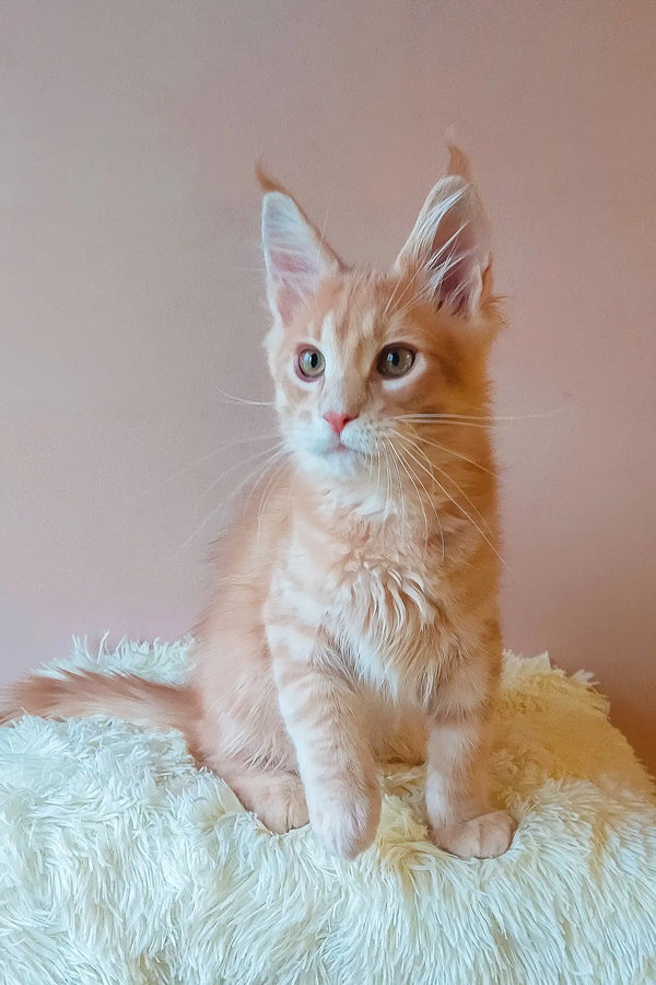 Adorable Ginger Maine Coon kitten named Ernest, ready to find a loving home