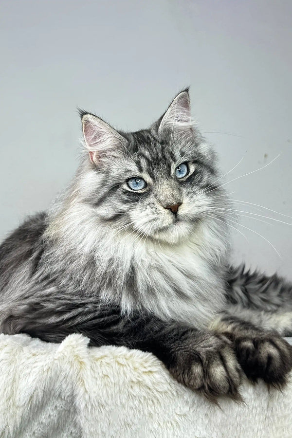 Gray and white Maine Coon cat named Ernest looking adorable as a kitten