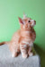 Cute Orange Tabby Kitten named Ernest from Maine Coon Kitten collection