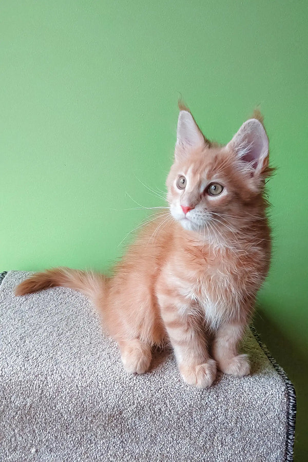 Adorable orange tabby kitten, Ernest, the Maine Coon kitten, ready for cuddles