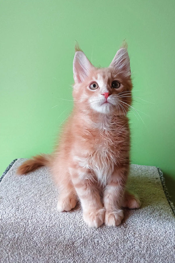 Orange tabby kitten named Ernest from the Maine Coon Kitten collection