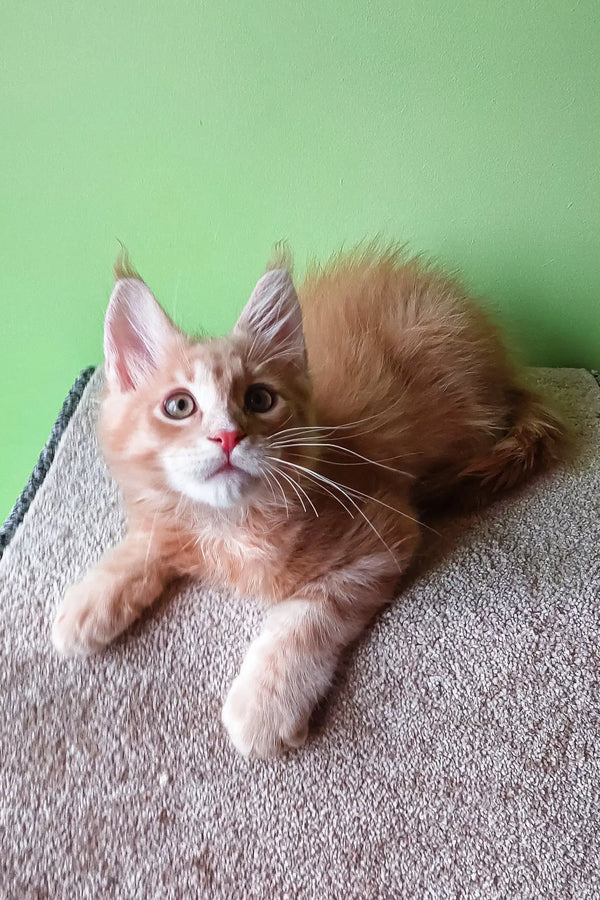 Adorable orange tabby kitten named Ernest from the Maine Coon Kitten collection