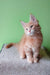 Cute orange tabby kitten named Ernest, a Maine Coon breed, posing adorably