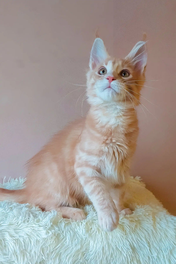 Orange tabby Maine Coon kitten from the Ernest collection, super cute and fluffy