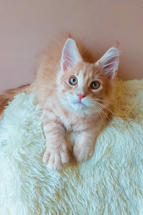 Cute orange tabby kitten named Ernest ready to charm as a Maine Coon companion