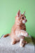 Orange tabby kitten with tufted ears, adorable Ernest the Maine Coon Kitten