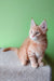 Cute orange tabby kitten named Ernest, a charming Maine Coon Kitten