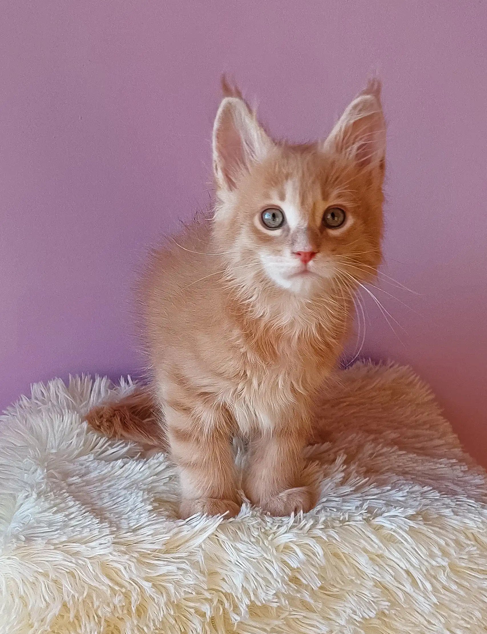 Cute Orange Tabby Kitten named Ernest from Maine Coon breed, ready for cuddles