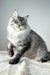 Adorable Silver Tabby Maine Coon Kitten named Ernest ready for cuddles and fun