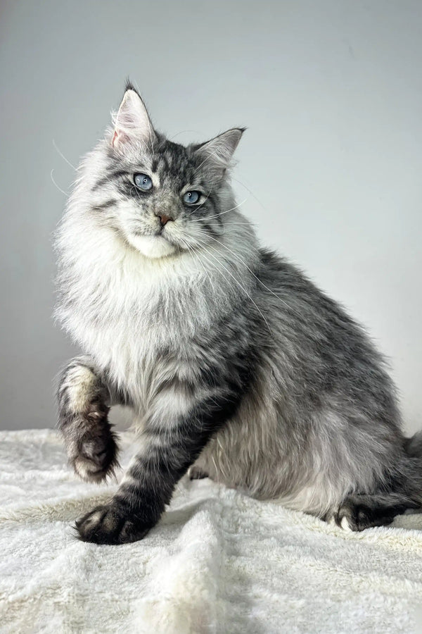 Adorable Silver Tabby Maine Coon Kitten named Ernest ready for cuddles and fun