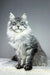 Silver tabby Maine Coon cat named Ernest in a cute kitten pose